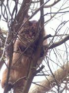 Chuffin cat stuck up a tree